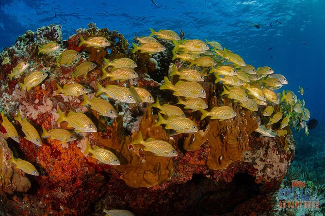 Semi Private Snorkeling Tour in Isla Mujeres - Logistics and Convenience: Meeting Point and Group Size