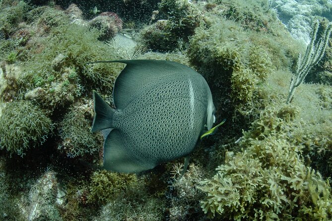 Semi Private Snorkeling Tour in Isla Mujeres - What’s Included and What to Bring