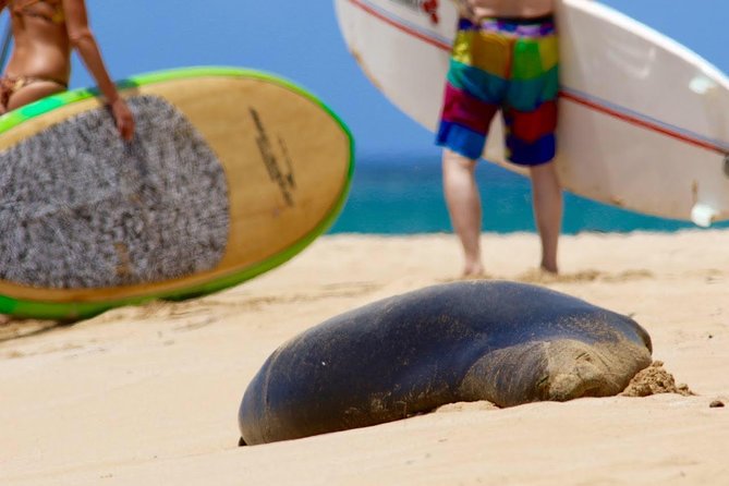 Semi-Private Surf Lesson - Who Should Consider This Tour?