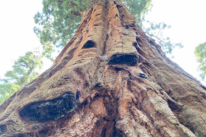 Semi Private Tour to Sequoia National Park with Lunch - The Value of a Small-Group Guided Experience
