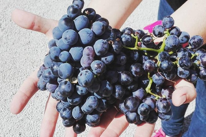 Semi-Private Wine Discovery Tour in Chania - Expert Guidance and Educational Focus