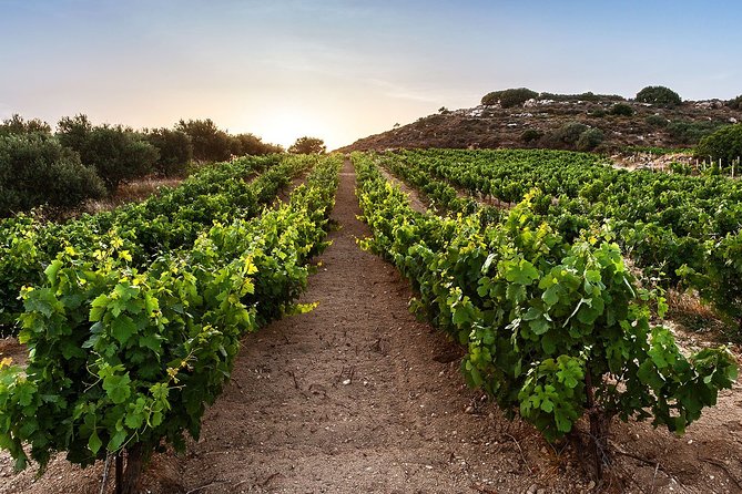 Semi Private Wine Tour of 2 wineries with Transfer and Lunch - Crete’s Best Small-Group Wine Experience