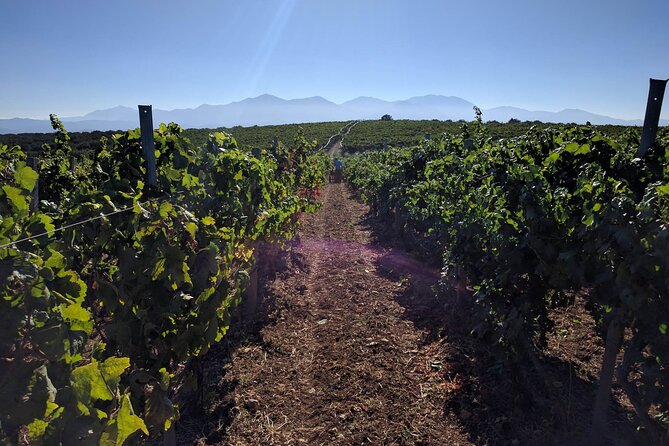 Semi Private Wine Tour of 2 wineries with Transfer and Lunch - Transportation and Group Size