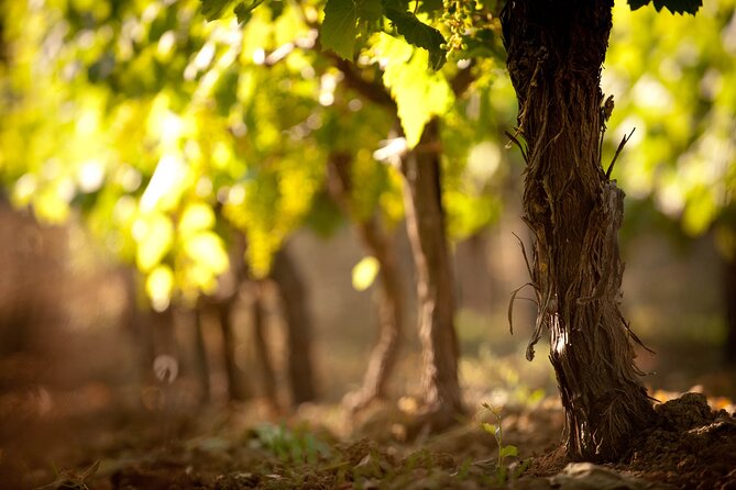 Semi Private Wine Tour of 2 wineries with Transfer and Lunch - The Value Proposition and Final Considerations