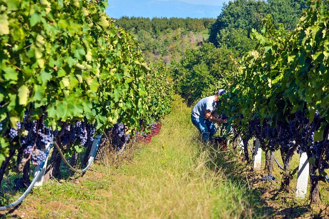 Semi-Private Wine Tour of 2 wineries with wine Tastings - The Venue and Meeting Details