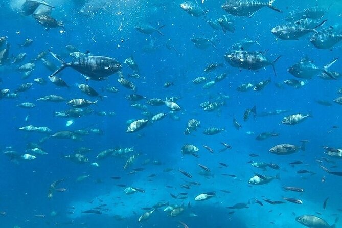 Semi-Submarine Tour from Agios Nikolaos - Marine Life Encounters: Fish and Sea Turtles Up Close