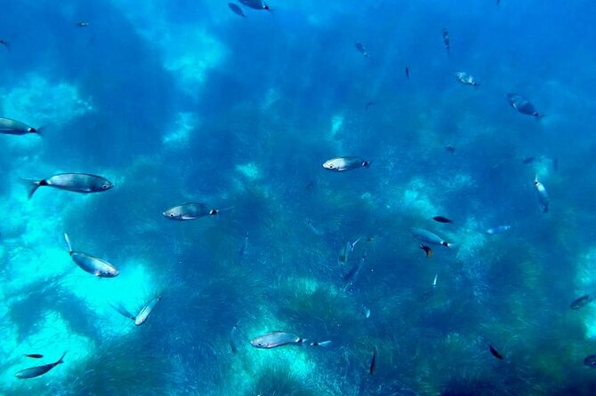 Semi-submarine: visit to the seabed of Porto Bay - Price and Value for Money