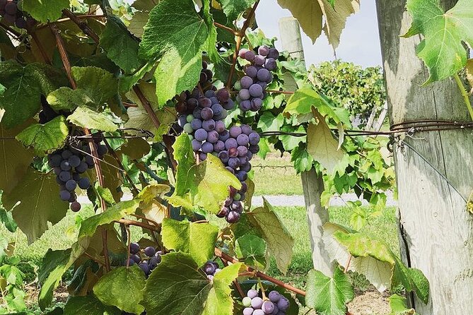 Seneca Lake South Wine Tastings Tour - Logistics: Meeting Points and Timing