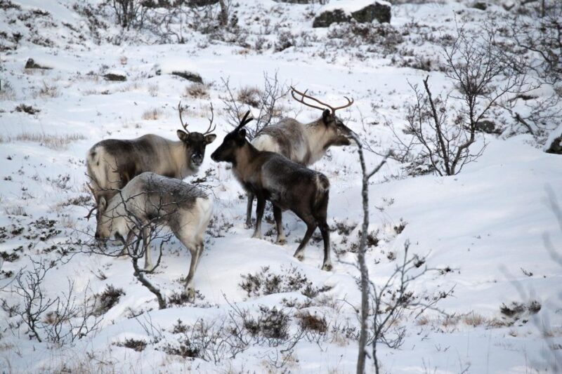 Senja Island: 4x4 Day Tour with Overlanding Senja - Meeting Point and Logistics for Easy Access