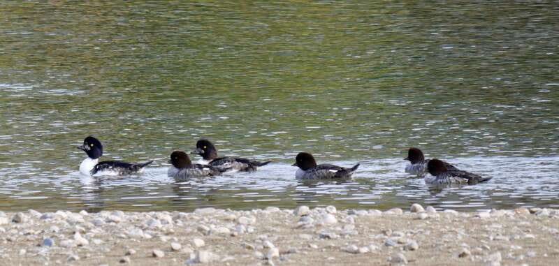 September 2025 British Columbia Rocky Mountain Birding Tour - Explore the 7-Day British Columbia Rocky Mountain Birding Tour at $3,234 per Person