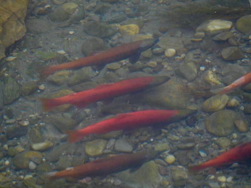 September 2025 British Columbia Rocky Mountain Birding Tour - Visiting Purcell Wilderness Conservancy Provincial Park