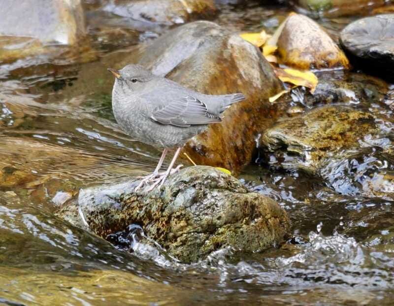 September 2025 British Columbia Rocky Mountain Birding Tour - Practical Details: What to Bring and Weather Expectations