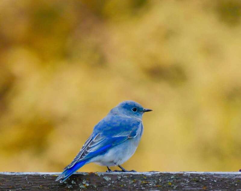September 2025 British Columbia Rocky Mountain Birding Tour - Accessibility and Suitability