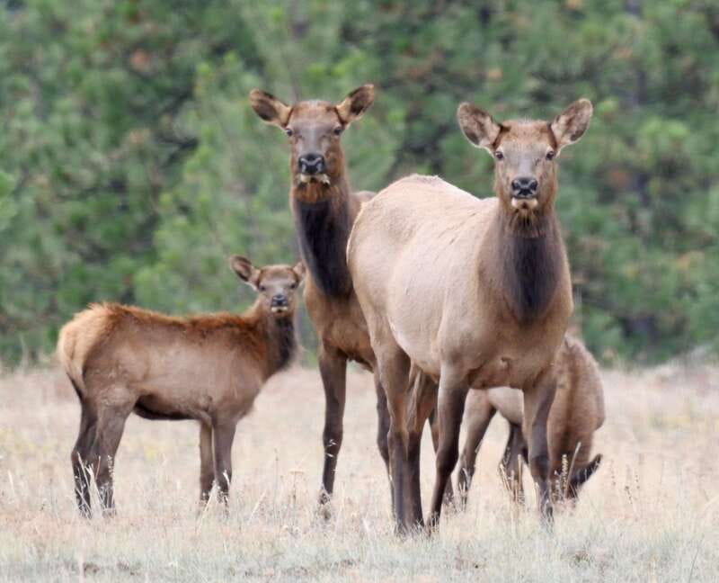 September 2025 British Columbia Rocky Mountain Birding Tour - Why Choose This Tour?