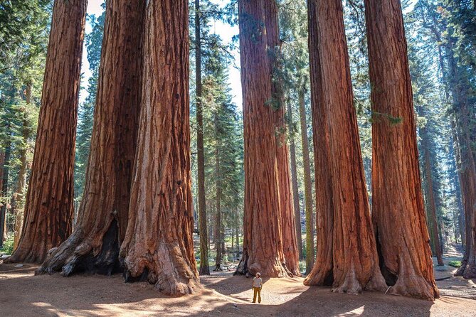Sequoia Full Day Private Tour and Hike - Key Points