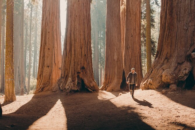 Sequoia Full Day Private Tour and Hike - Standing Before the Largest Living Organism: The General Sherman Tree