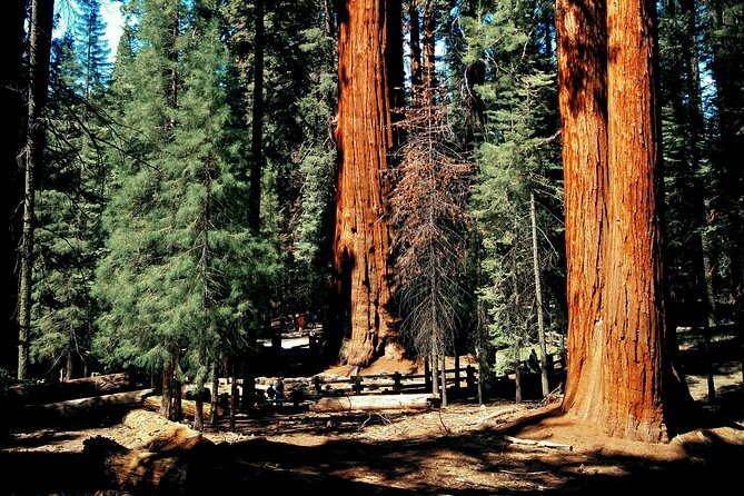 Sequoia Full Day Private Tour and Hike - Gourmet Picnic Lunch and Refreshments