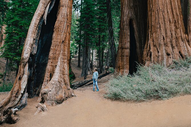Sequoia Full Day Private Tour and Hike - Comfortable and Convenient Transportation