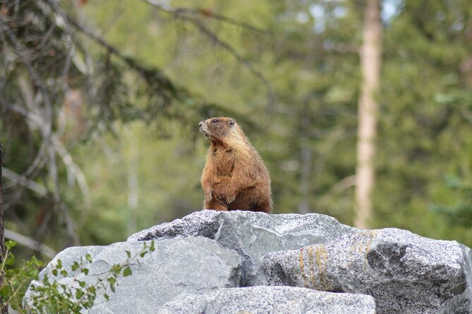 Sequoia & Kings Canyon NP Self-Guided Driving Audio Tour - Moro Rock and Historic Sites
