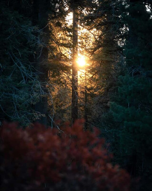 Sequoia National Park: Giant Forest Hike with Naturalist - Discovering the Giant Forest in Winter