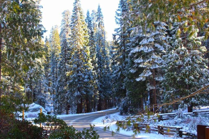 Sequoia National Park: Giant Forest Hike with Naturalist - The Naturalist Guides Role in Enhancing the Experience