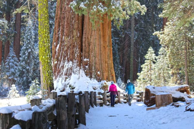 Sequoia National Park: Giant Forest Hike with Naturalist - The Scenic Snowy Trails and Winter Atmosphere