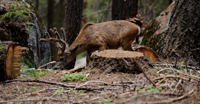 Sequoia National Park: Sherman Tree & Congress Trail Walk - Seasonality and Weather Considerations