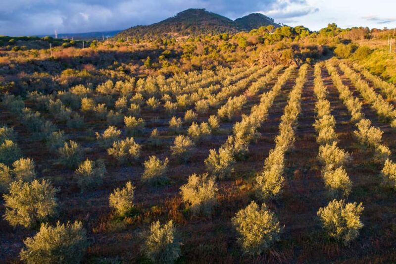 Serafica Top Experience: Wine & Olive Oil Tasting - Olive Groves and Oil Production: A Terroir Showcase