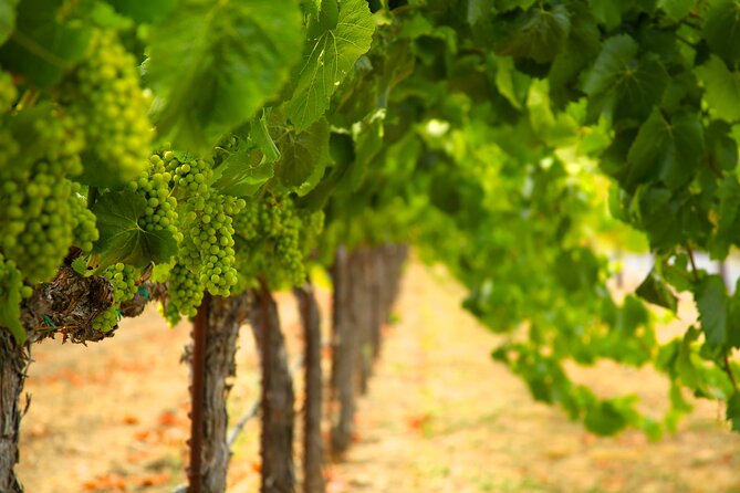 Serene and Romantic Wine Tasting Next to the Vines in Napa Valley - The Focus on Privacy and Personal Connection