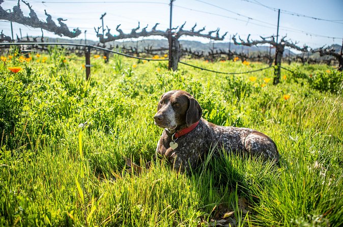 Serene and Romantic Wine Tasting Next to the Vines in Napa Valley - Logistics and Meeting Point Details