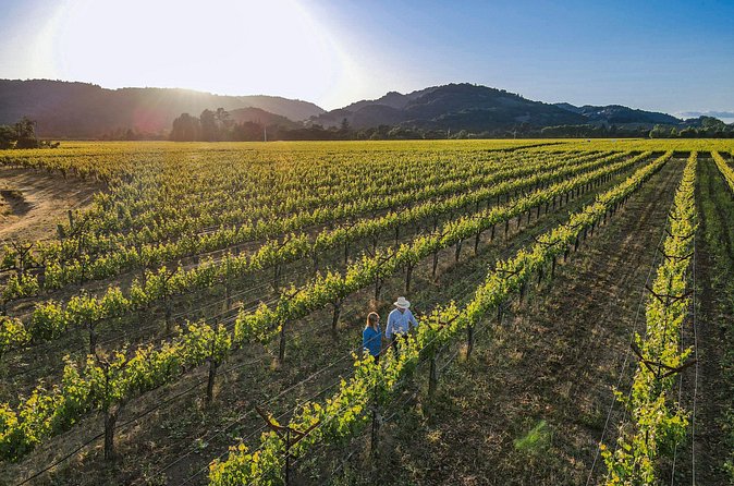 Serene and Romantic Wine Tasting Next to the Vines in Napa Valley - Pricing and Cancellation Policy