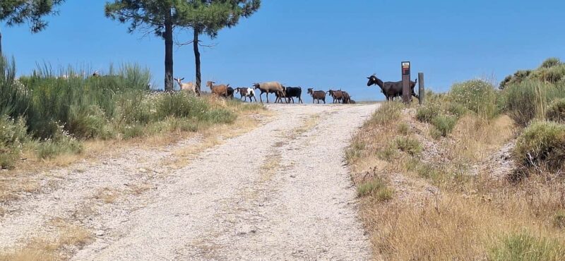 Serra da Estrela: Adventure Trails & Waterfalls Quest - Discover the Serra da Estrela: Adventure Trails & Waterfalls Quest