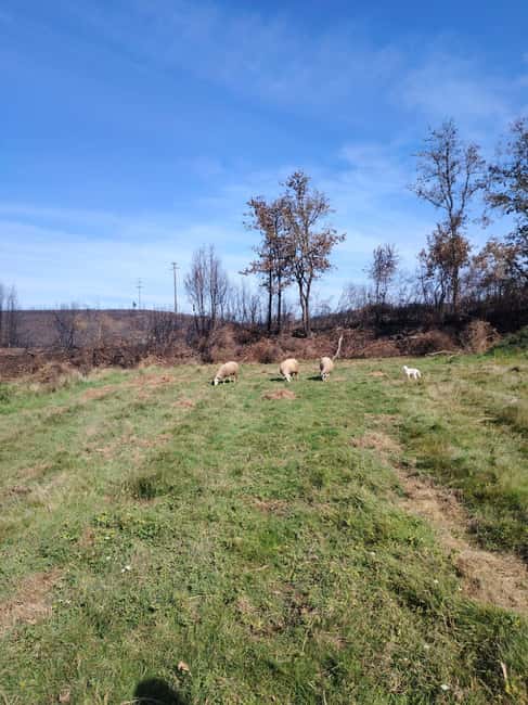 Serra da Estrela - Food and Mountain Experience - Why This Tour Stands Out from Similar Experiences