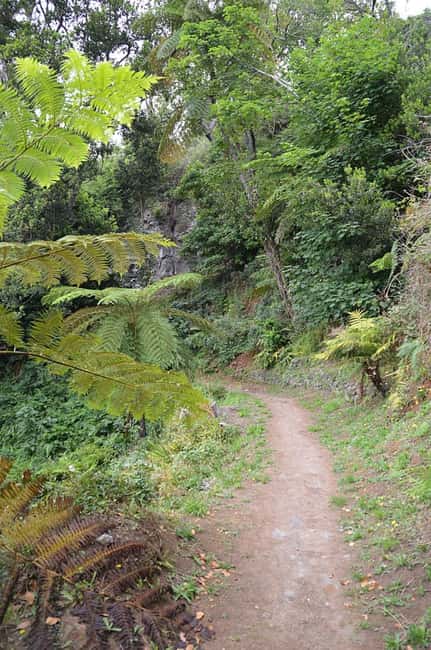 Serra dÁgua: A Scenic Levada Walk - What to Expect on the Guided Walk