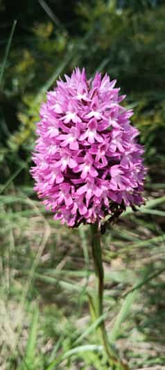 Serra dos Candeeiros: Alcobertas' Cave and the Natural Park - Guided Commentary and Local Expertise