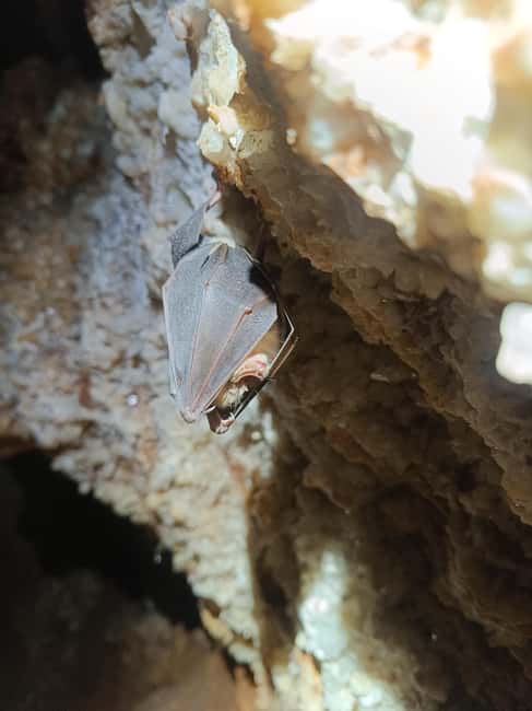 Serra dos Candeeiros by Van: Natural Park and Cave - Spectacular Views from the Mountain Viewpoints