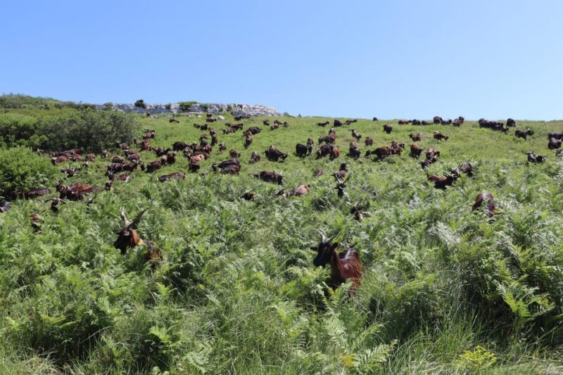 Serra dos Candeeiros : Shepherd for a morning - Explore the Serra dos Candeeiros with a Shepherd for a Morning