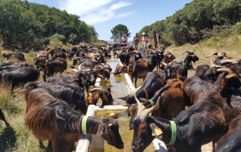 Serra dos Candeeiros : Shepherd for a morning - Meet the Shepherd and Learn About Herding Life
