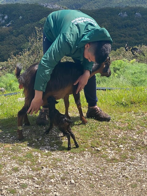 Serra dos Candeeiros : Shepherd for a morning - Walking Through the Scenic Highlands of Serra de Aire e Candeeiros