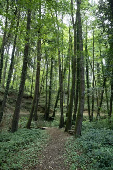 Serra San Bruno: Archiforo Forest and the charcoal burners' tradition - Key Points