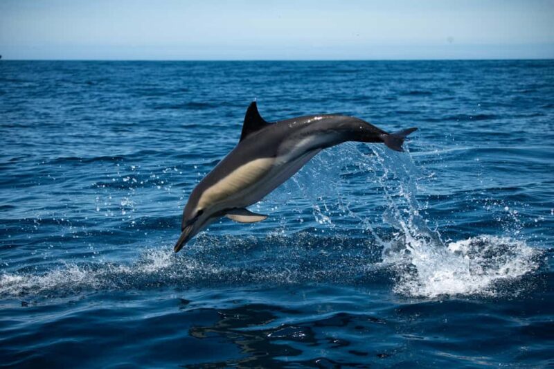 Sesimbra: Arrábida Dolphin and Whale Watching with Biologist - Scenic Departure and Boarding Process in Sesimbra
