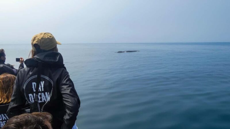 Sesimbra: Arrábida Dolphin and Whale Watching with Biologist - Exploring Sesimbra’s Natural Beauty and Marine Ecosystem
