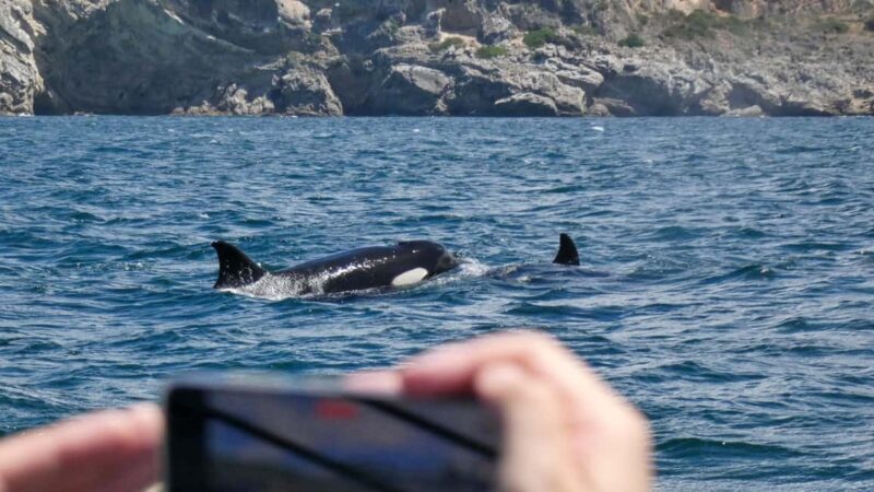 Sesimbra: Arrábida Dolphin and Whale Watching with Biologist - Marine Life Sightings and Wildlife Encounters