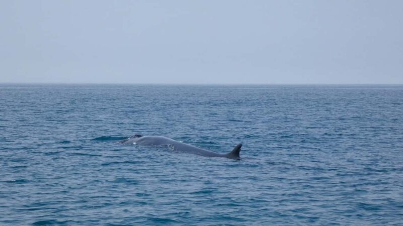 Sesimbra: Arrábida Dolphin and Whale Watching with Biologist - Practical Details for Participants