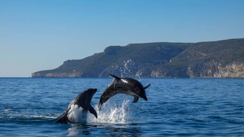 Sesimbra: Arrábida Dolphin and Whale Watching with Biologist - Pacing and Experience Quality