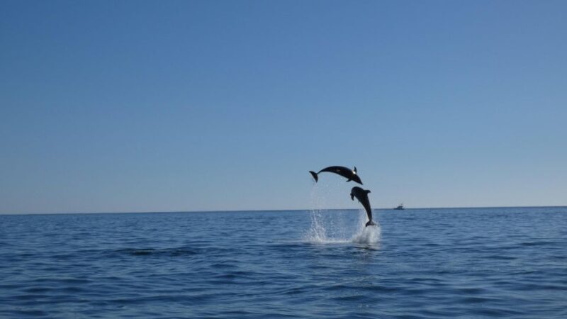 Sesimbra: Arrábida Dolphin and Whale Watching with Biologist - Value for Money and Customer Satisfaction