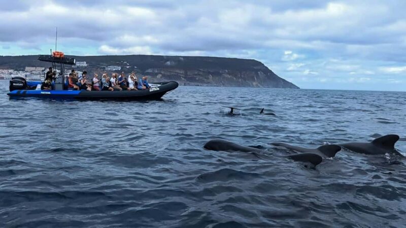 Sesimbra: Arrábida Dolphin and Whale Watching with Biologist - Accessibility and Inclusiveness