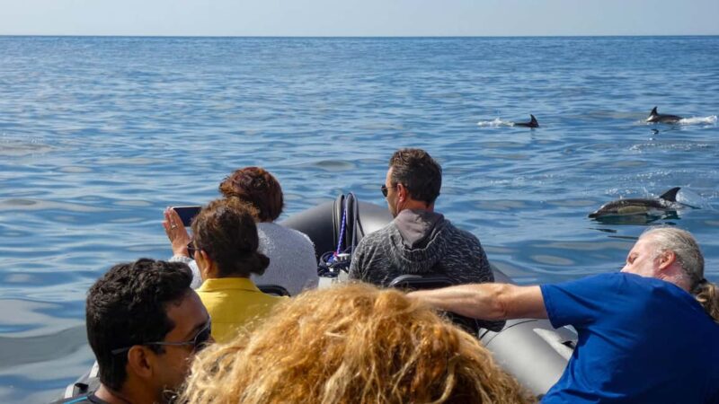 Sesimbra: Arrábida Dolphin and Whale Watching with Biologist - Frequently Asked Questions