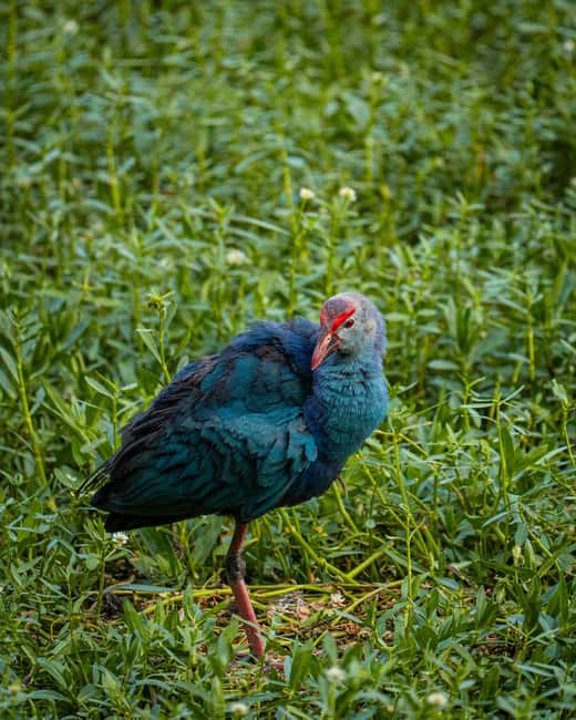 Sesimbra: Birdwatching Experience with Local Delights - The Picnic and Local Product Tasting