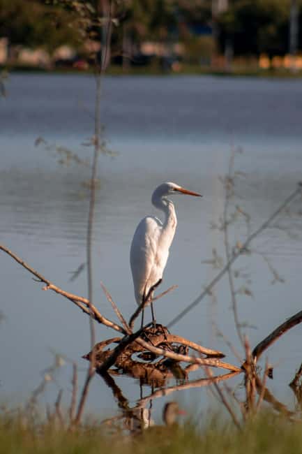 Sesimbra: Birdwatching Experience with Local Delights - Limitations and Considerations